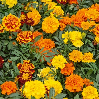 Picture of Marigold - Hero Mixed